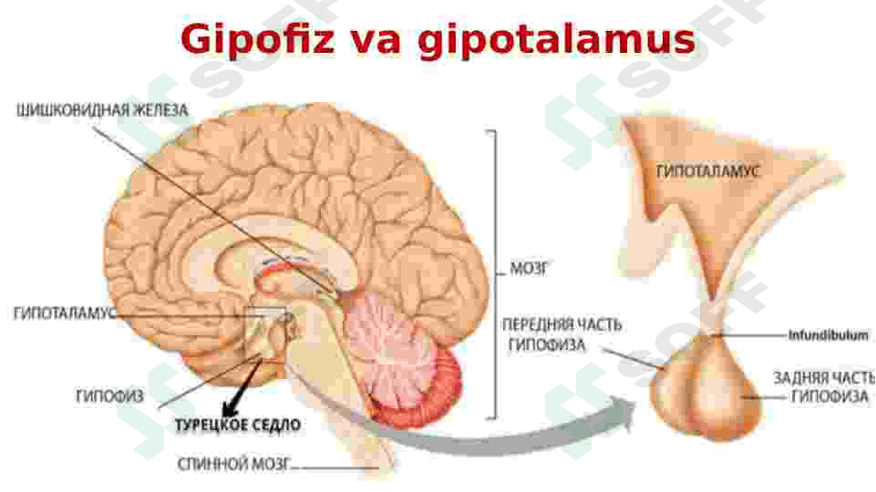 Endokrin sistemasi 8
