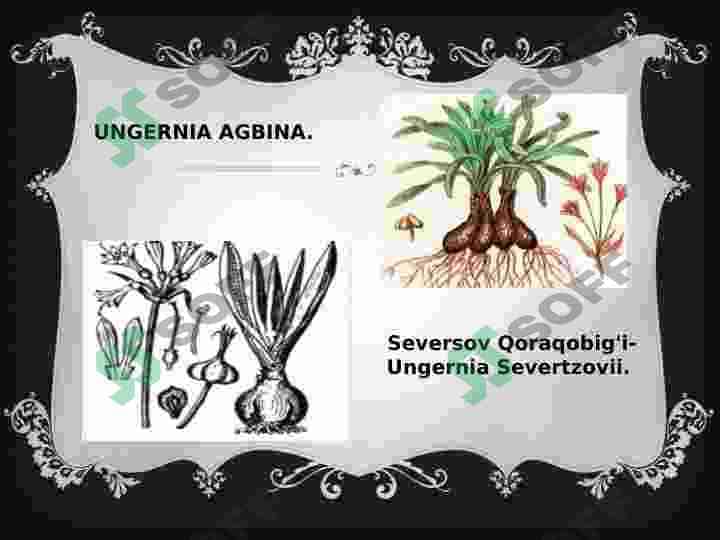 Nargisnamolar qabilasi 8