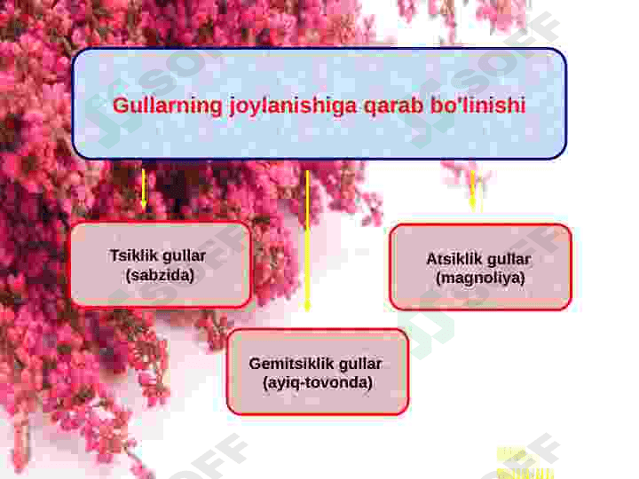 Gul va uning turlari 8