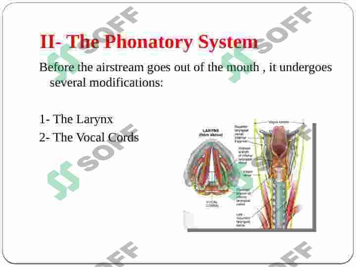 Active and passive speech organs presentation 8