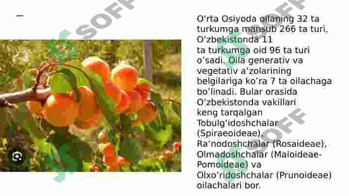 Raʼnonamolar(Rosales)qabilasi 8