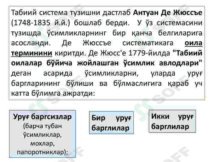 Oʻsimlik hujayrasining tuzilishi va rivojlanish bosqichlari 8