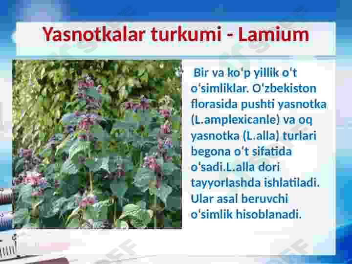 Yalpiznamolar qabilasi 8
