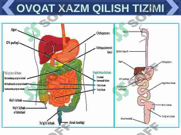 XAZIM TIZIMI FILOGENEZI VA BUZULISHLARI 8