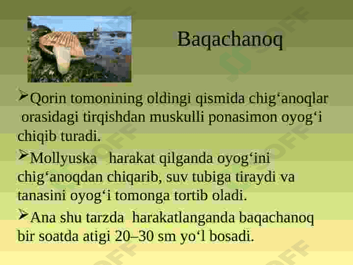 MOLLYUSKALAR TIPI 8
