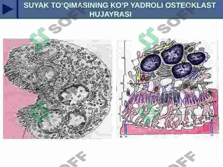 YADRO TUZULISHI 8