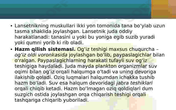 Lansetnik – tuban tuzilgan xordali hayvon 8