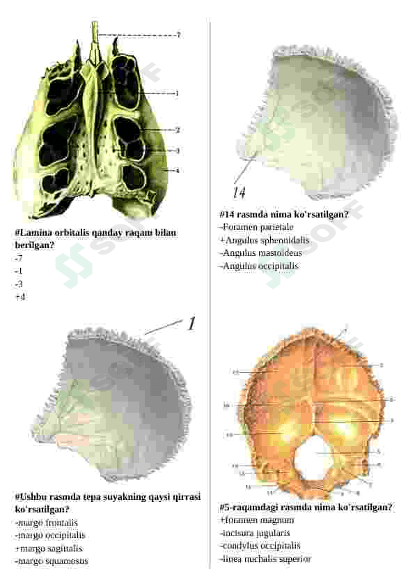 ANATOMIYA FANIDA TEST SAVOLLARI 8