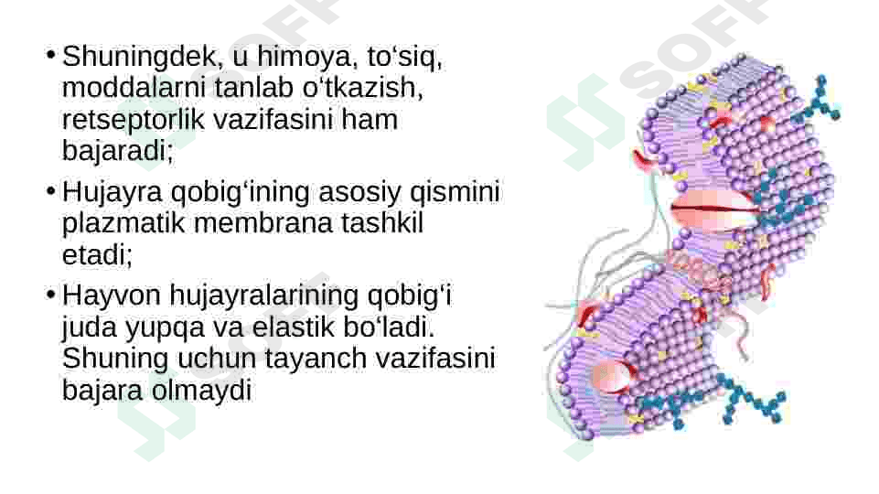 eukariot hujayra 8