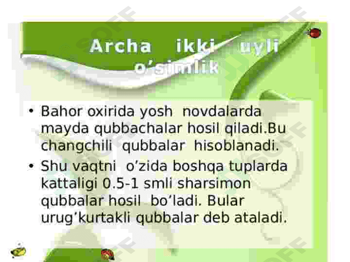 Sarvnamolar qabilasi 8