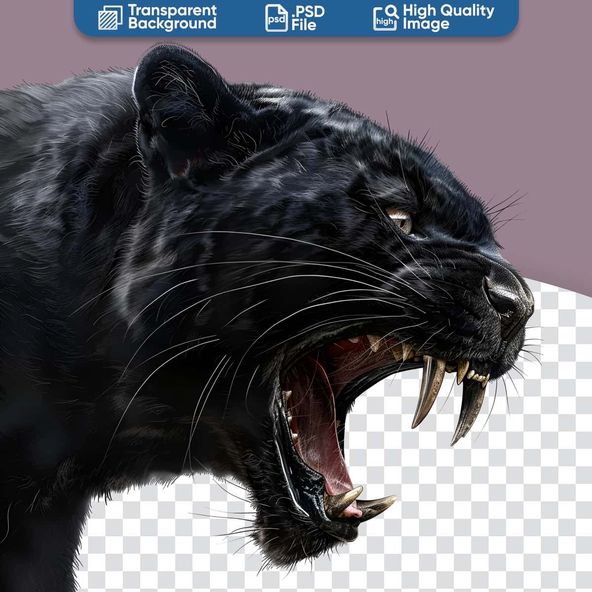 Yovvoyi hayvon diqqat markazida tajovuzkor yarim tana qora pantera | Wild animal focus close up agressive half body black panther 1