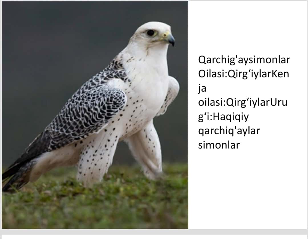 zoologiya qarchig`aysimonlarning turlari va oilasi pptx 1