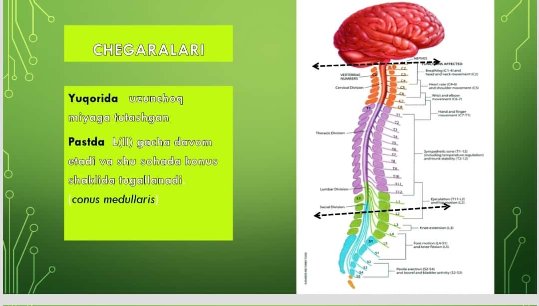 Orqa miya va orqa miya pardalari, uning bolalardagi xususiyatlari. miyaning umumiy ko'rinishi. Bosh miyaning asosi. 12 juft bosh miya nervlarining chiqish joylari. MRT va KTdagi orqa miya tasviri. 1