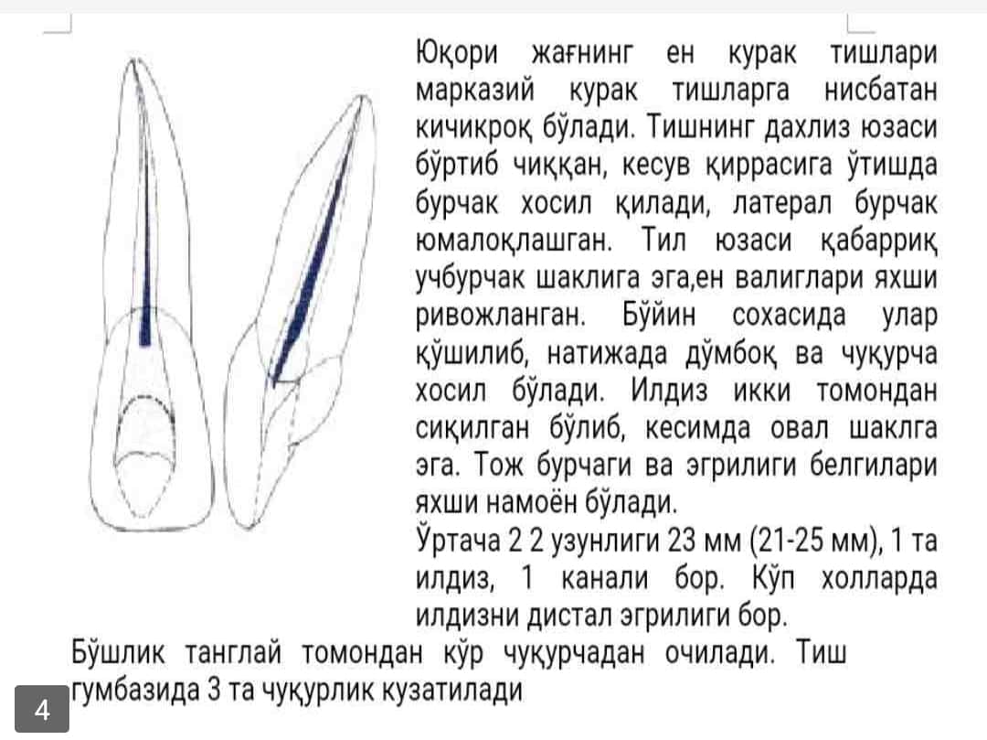 Yuqori jag' tishlari topografik anatomiyasi 1