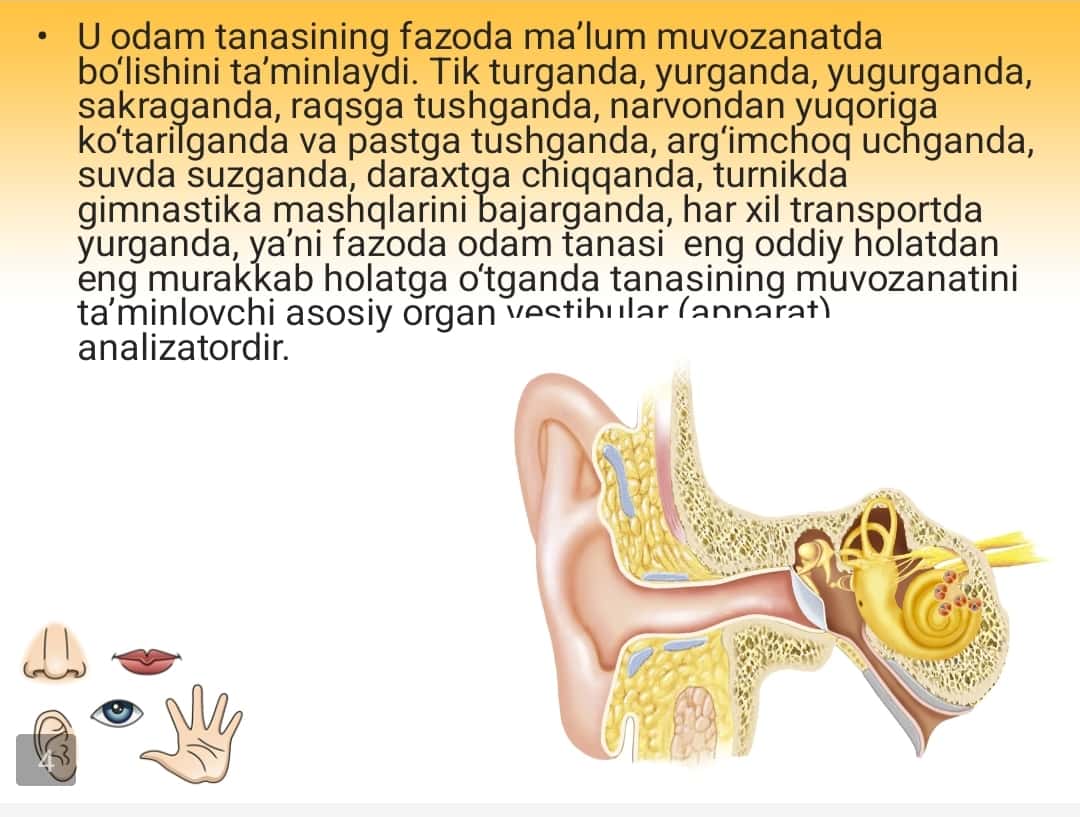 Muvozanat organlari 1