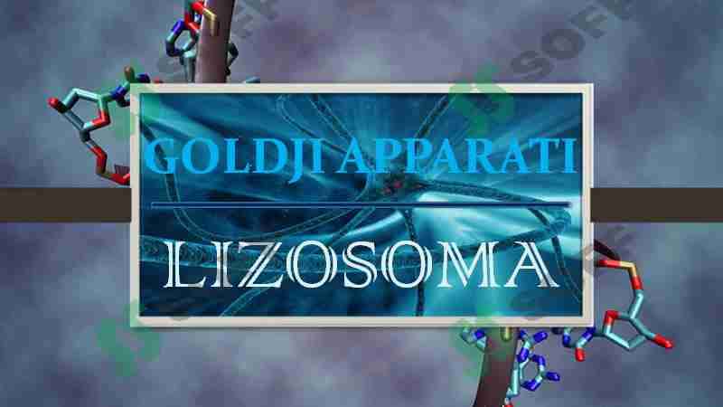 LIZOSOMA. GOLDJI APPARATI 1