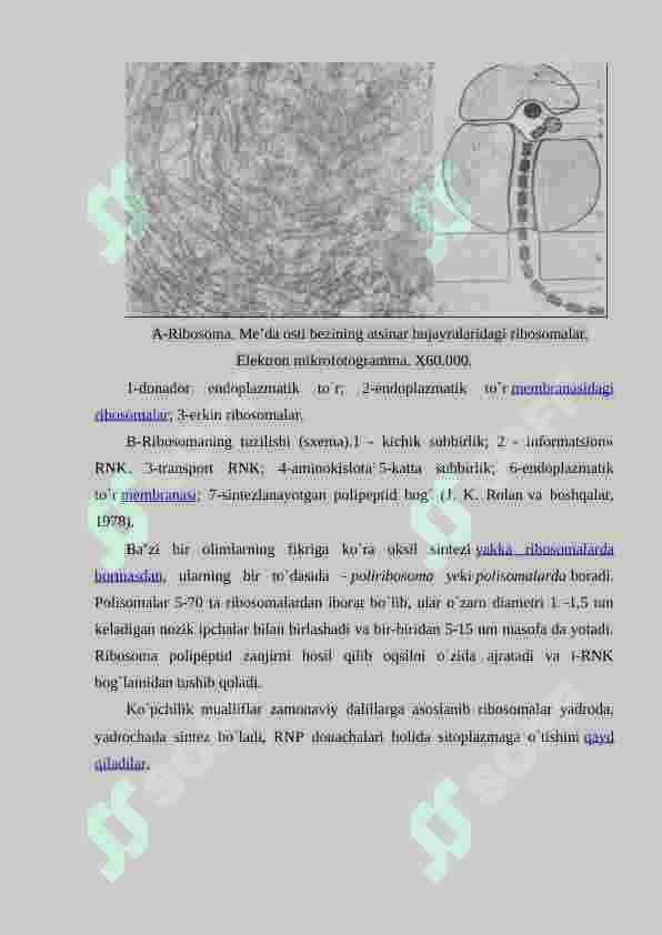 RIBOSOMANING TUZILISHI 2