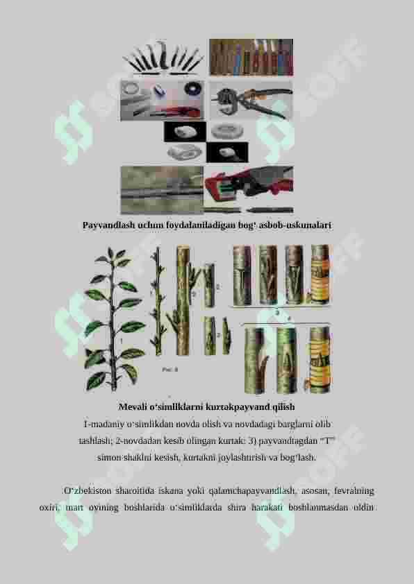 O'rik yetishtirishning agrotexnik xususiyatlari 8