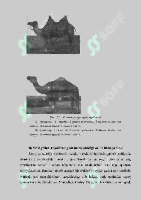 Tuyalarning ekstererini va skeletini o‘rganish 4