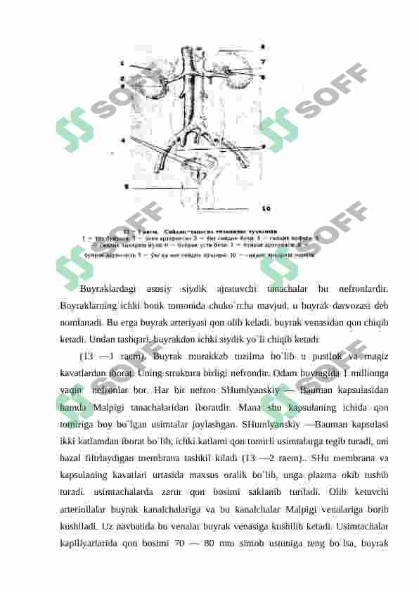 Ayruv tizimining yosh хususiyatlari va gigiyеnasi 3