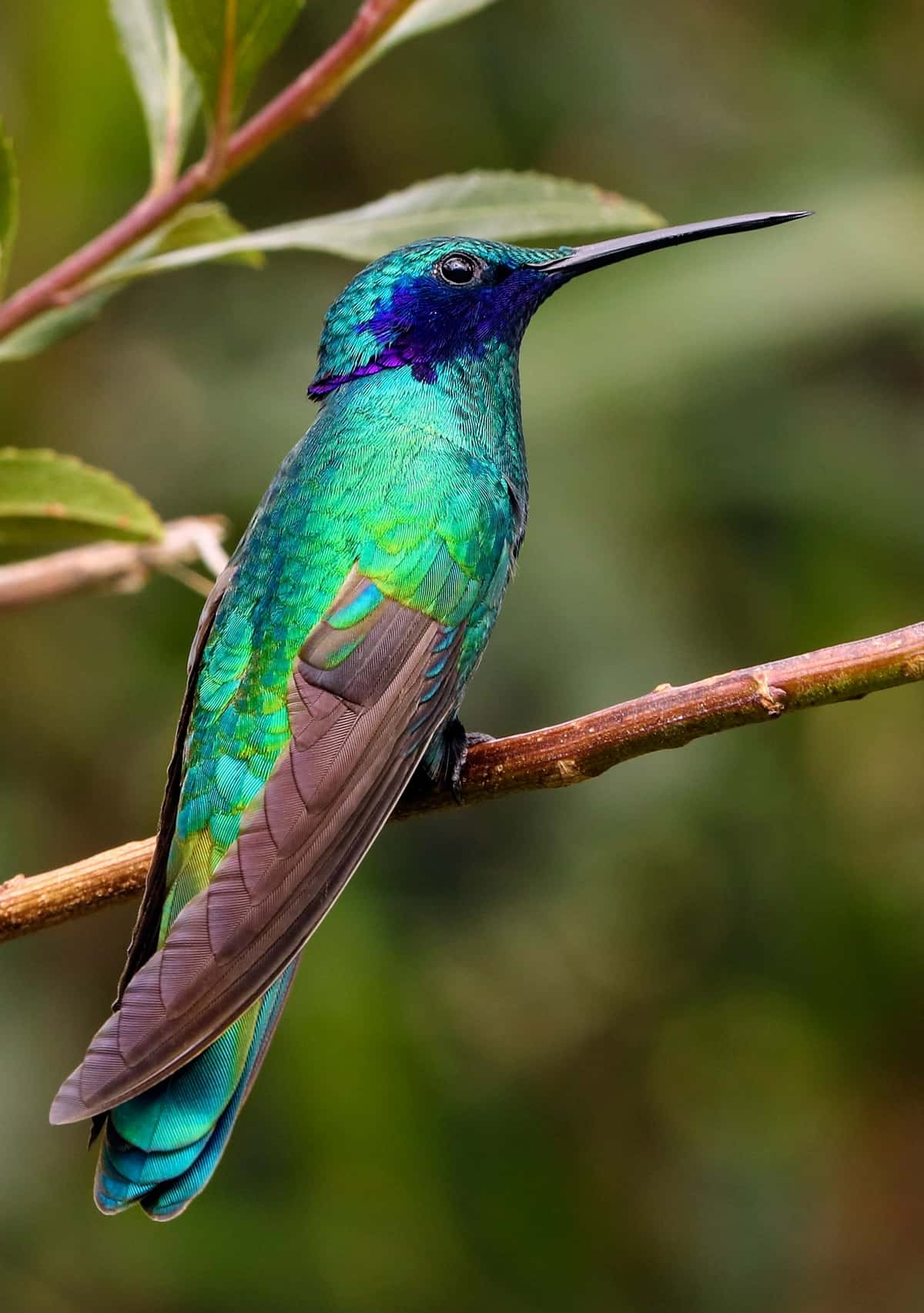 animals 2
