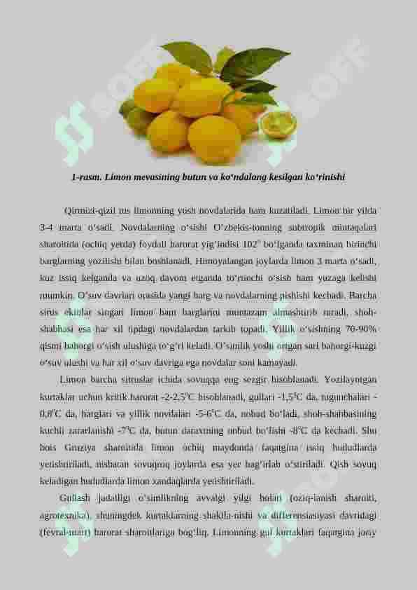Limon yetishtirishning agrotexnik xususiyatlari 2
