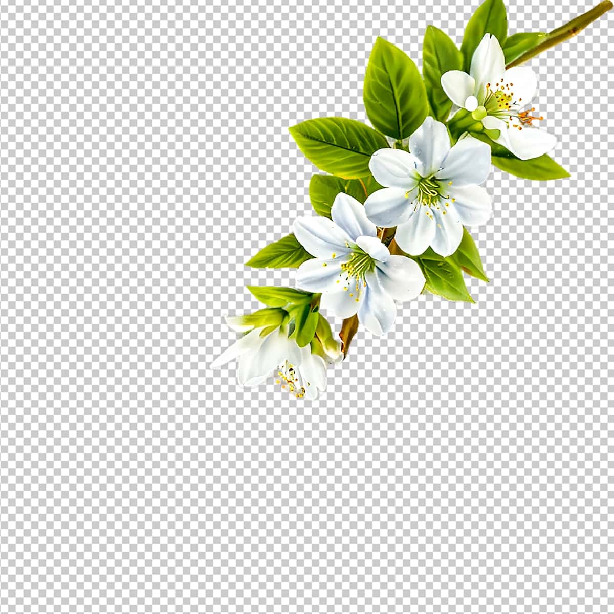 Oq bahor gulining novdasi png yashil rangli haqiqiy gulli clipart | White spring blossom branch png realistic floral clipart with green 1