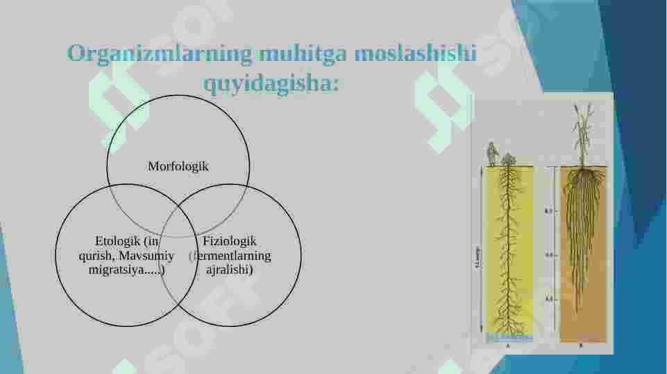 Muhit va ekologik omillar 7