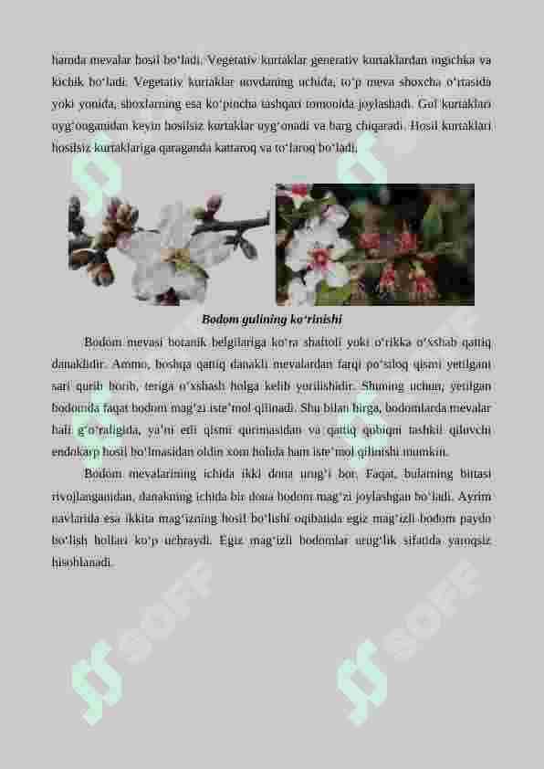 Bodom yetishtirishning agrotexnik xususiyatlari 2