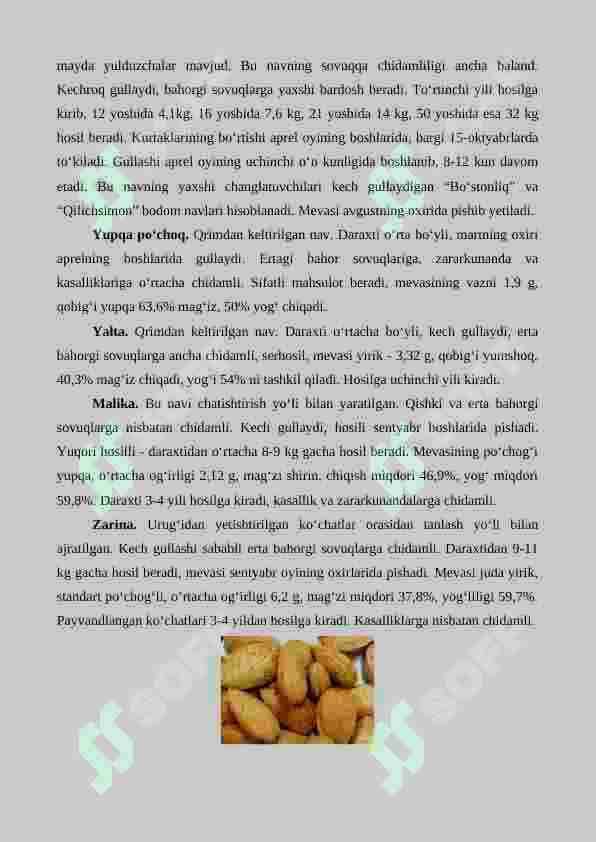 Bodom yetishtirishning agrotexnik xususiyatlari 8