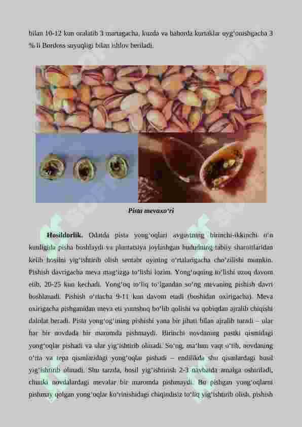 Pista, pekan va funduk yetishtirishning agrotexnik xususiyatlari 7