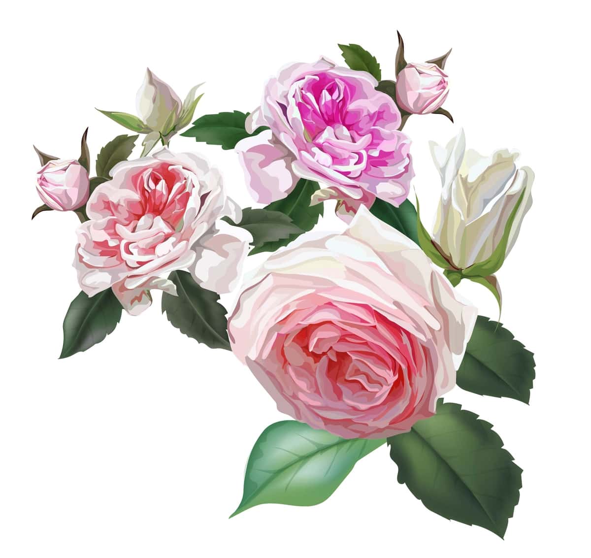Ingliz atirgullari pushti gul chiroyli tabiiy gullar | English roses pink flower beautiful natural flowers 1