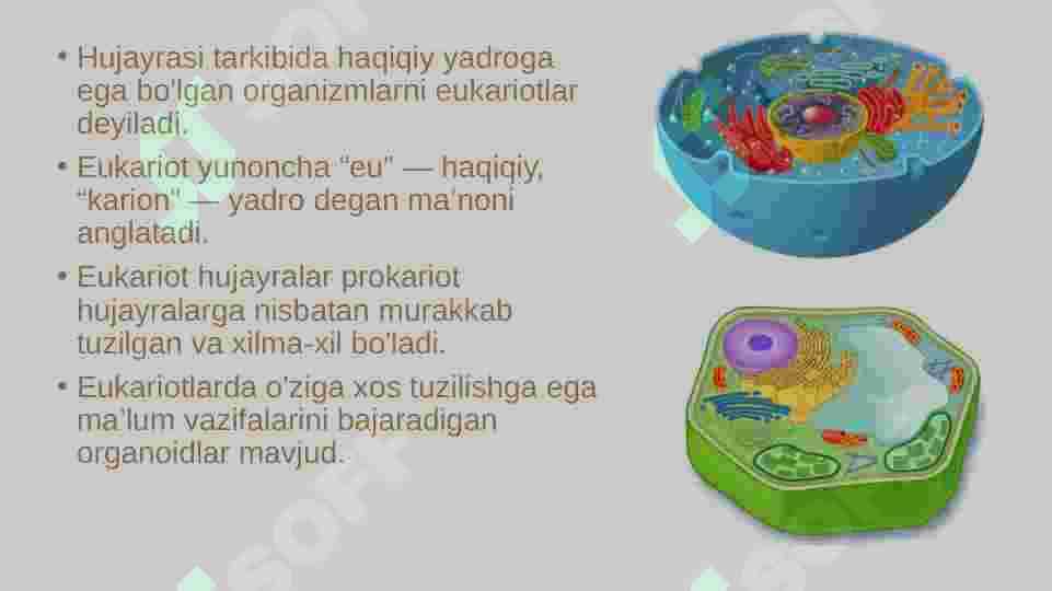 eukariot hujayra 2