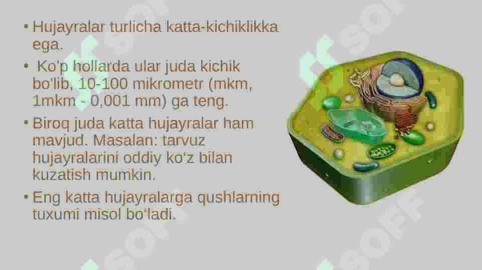 eukariot hujayra 4