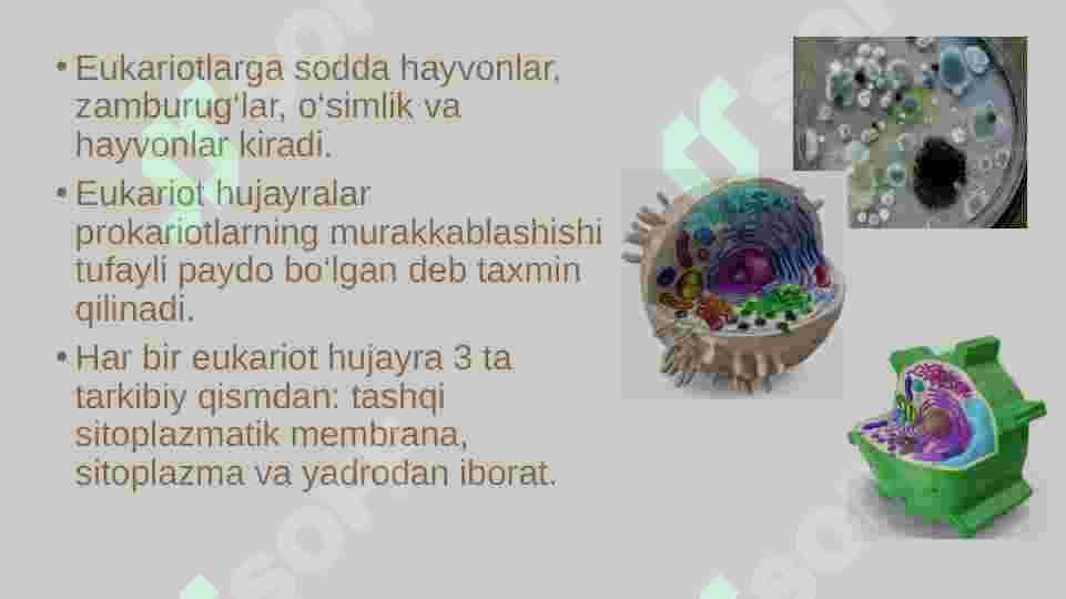 eukariot hujayra 6