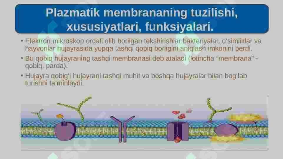 eukariot hujayra 7