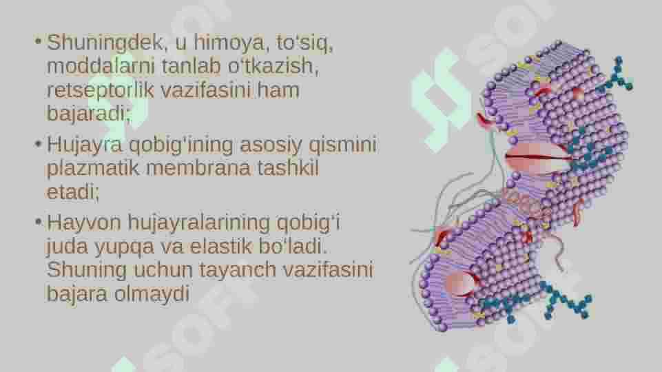 eukariot hujayra 8