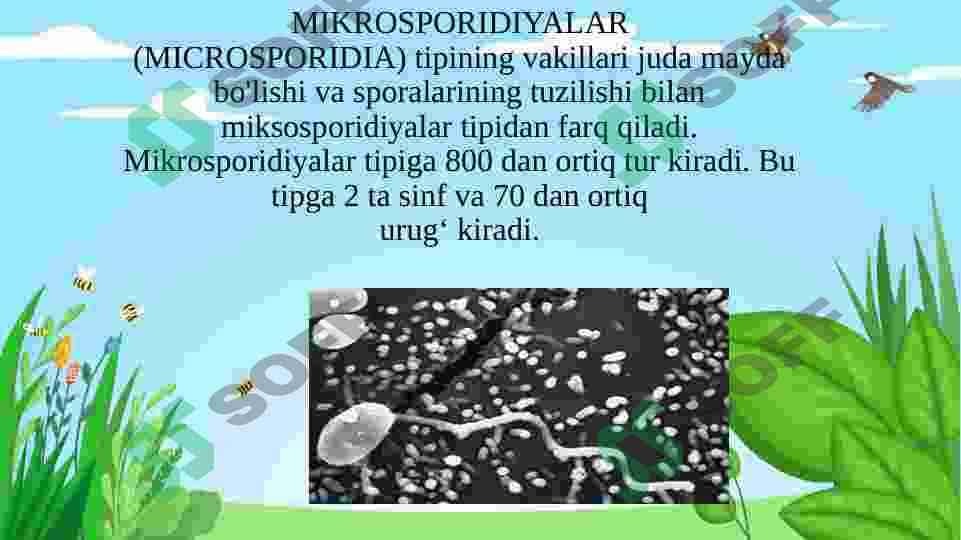 KNIDOSPORIDIYALAR VA MIKROSPORIDIYALAR TIPINING UMUMIY TAVSIFI, SISTEMATIKASI VA ULARNING MAHSULDOR HAYVONLARDA PARAZITLIK QILIB QO’ZG’ATADIGAN KASALLILLARI 3