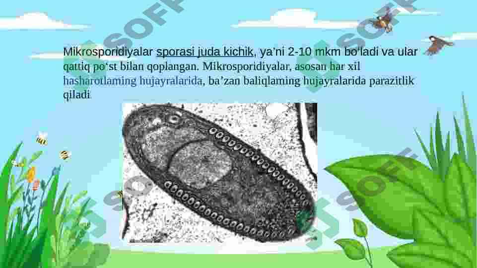 KNIDOSPORIDIYALAR VA MIKROSPORIDIYALAR TIPINING UMUMIY TAVSIFI, SISTEMATIKASI VA ULARNING MAHSULDOR HAYVONLARDA PARAZITLIK QILIB QO’ZG’ATADIGAN KASALLILLARI 4