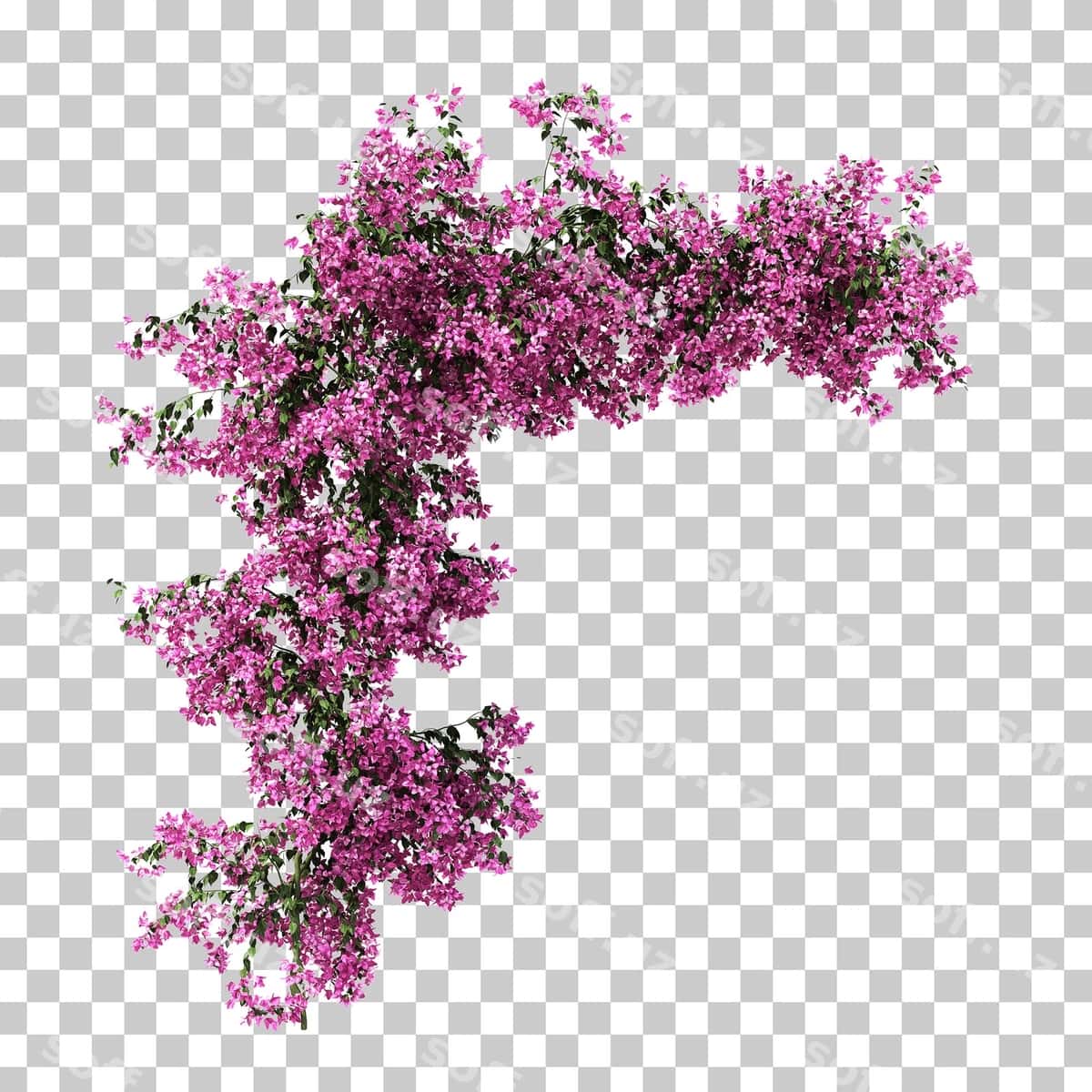 3D renderlash bougenvillea | 3d rendering bougainvillea 1