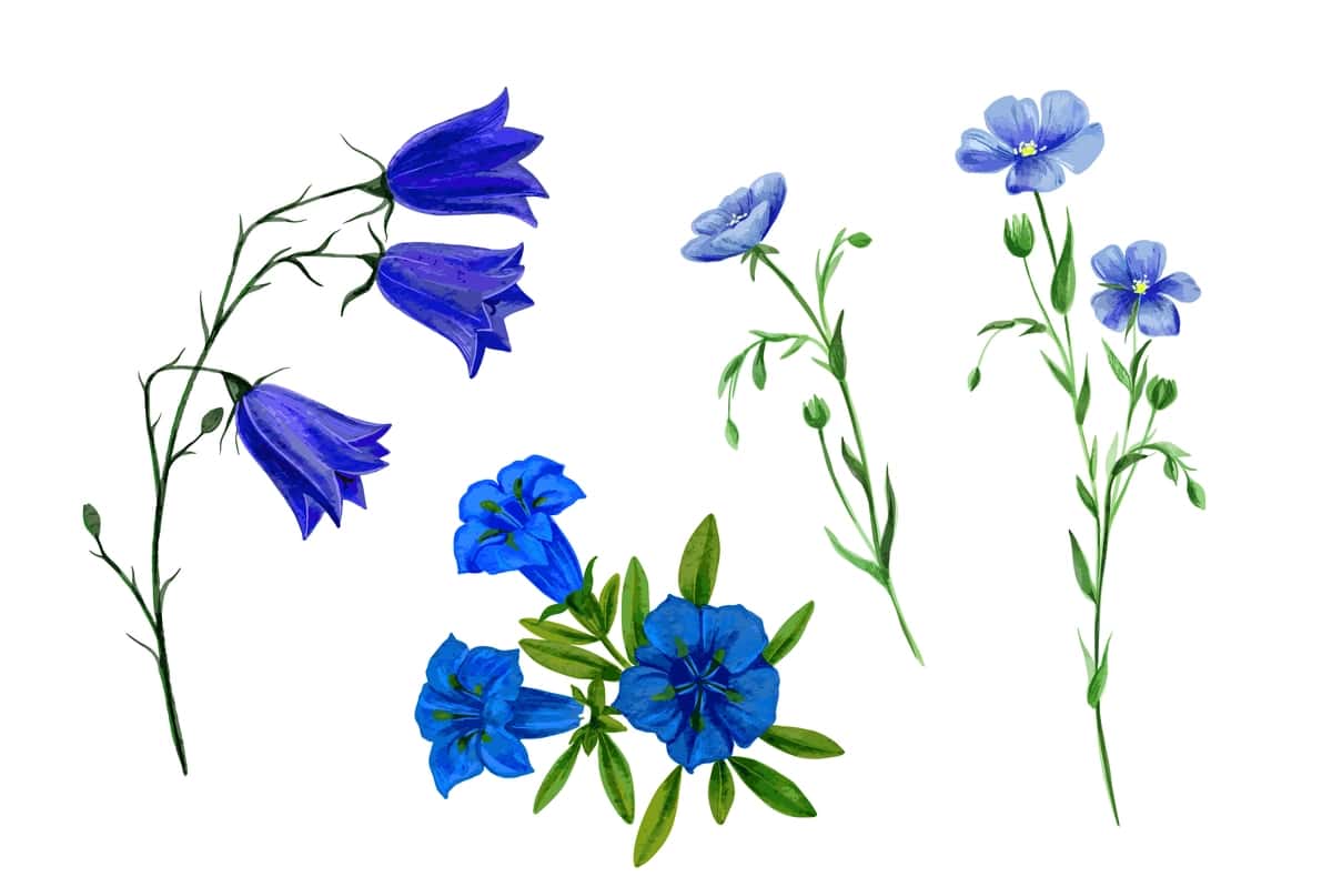 Yovvoyi dala gullari o'tlar akvarel o'rnating | Set wild field flowers herbs watercolor 1
