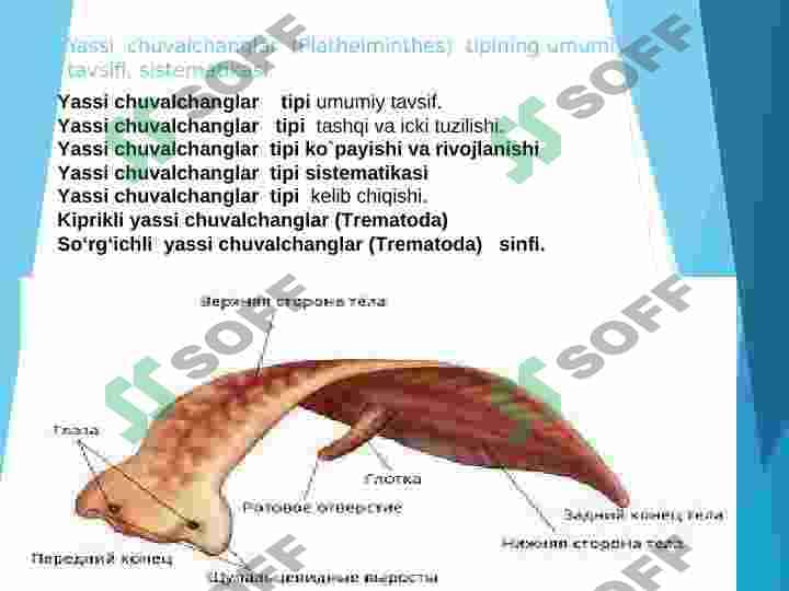 Yassi  chuvalchanglar  (Plathelminthes)  tipining umumiy tavsifi, sistematikasi. So‘rg‘ichli  yassi chuvalchanglar (Trematoda)   sinfi 3
