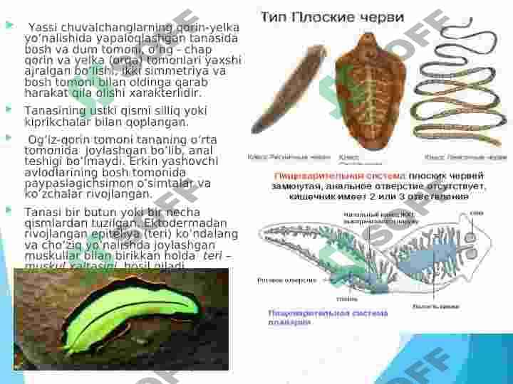 Yassi  chuvalchanglar  (Plathelminthes)  tipining umumiy tavsifi, sistematikasi. So‘rg‘ichli  yassi chuvalchanglar (Trematoda)   sinfi 4