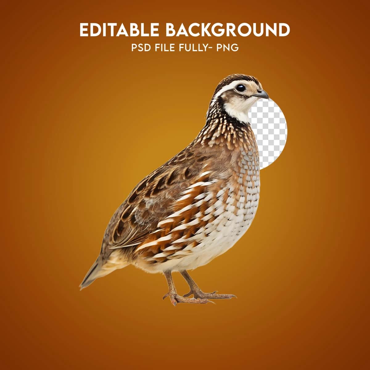 To‘q sariq fonda turgan haqiqiy oq bedana | Realistic bobwhite quail standing orange background 1