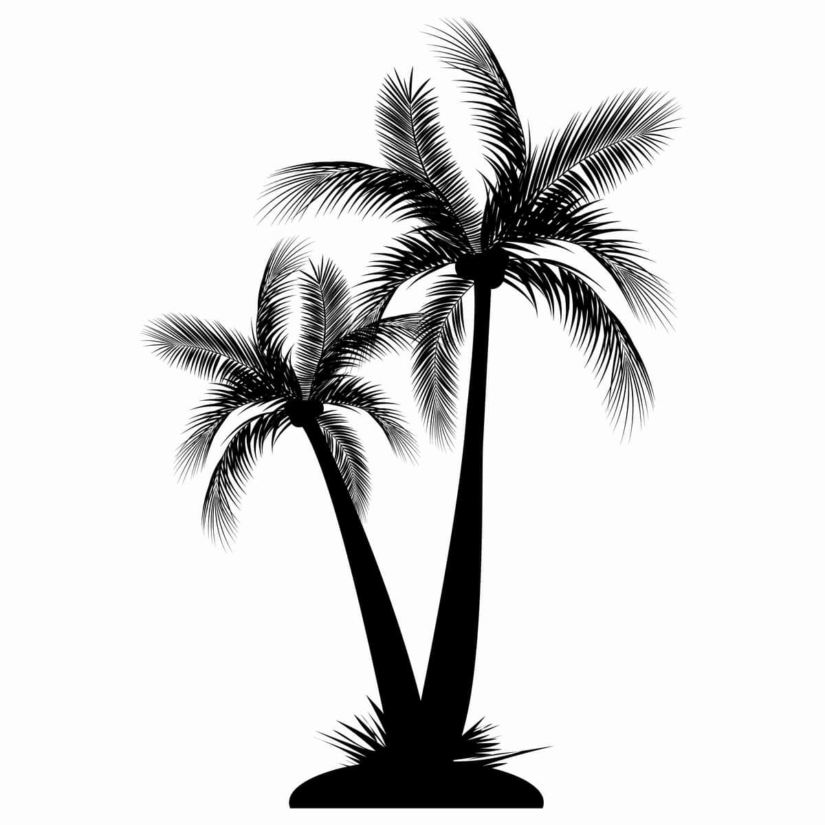 Hindiston yong'og'i daraxti g'olibi | Coconut tree victor 1