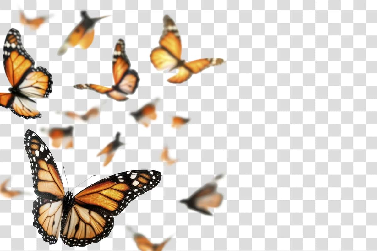 Kapalaklar kapalak hayvon hasharotlari | Butterflies butterfly animal insect 1