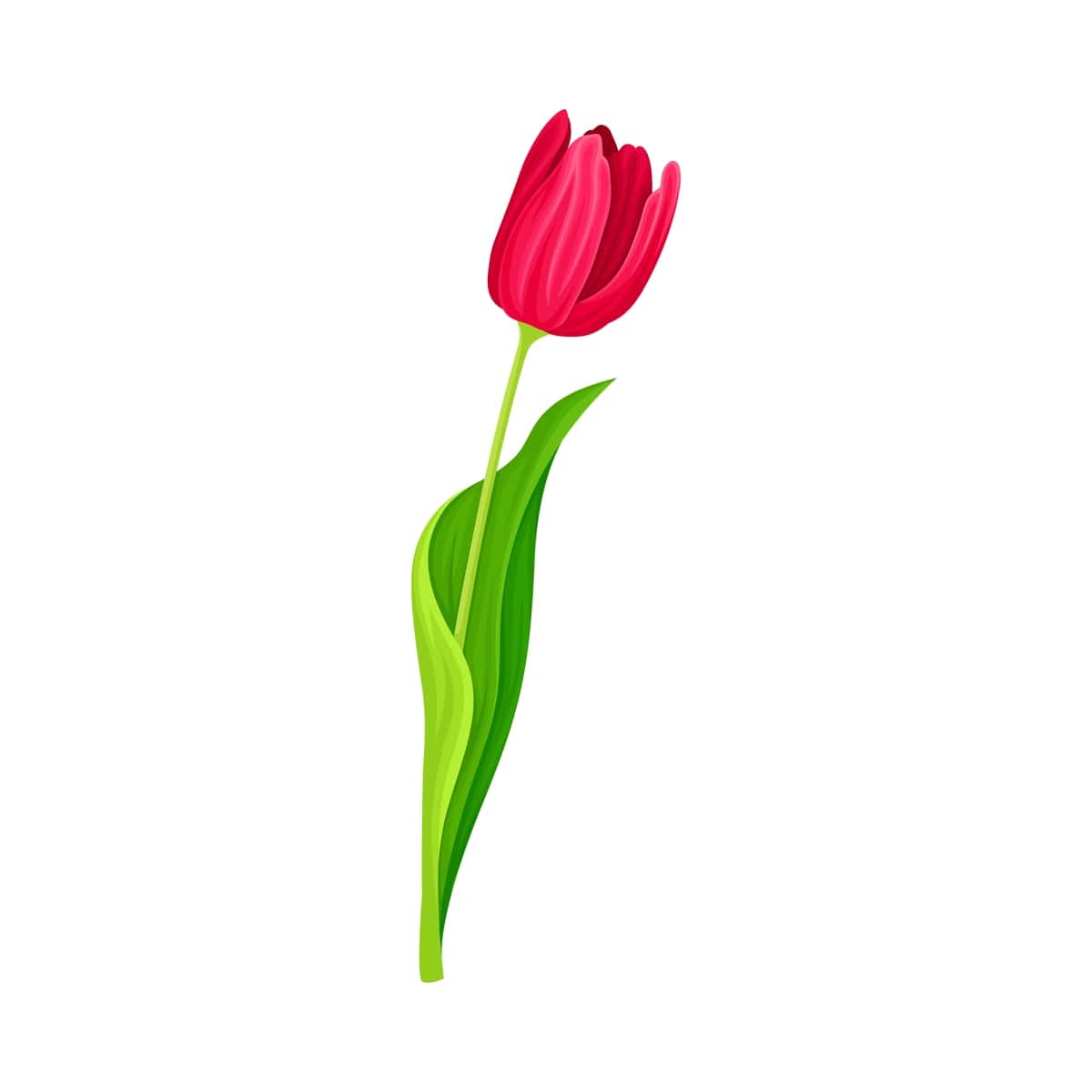 Yashil uchli bargli oq fonda yumshoq lola guli | Tender tulip flower with green pointed leaf isolated white background 1