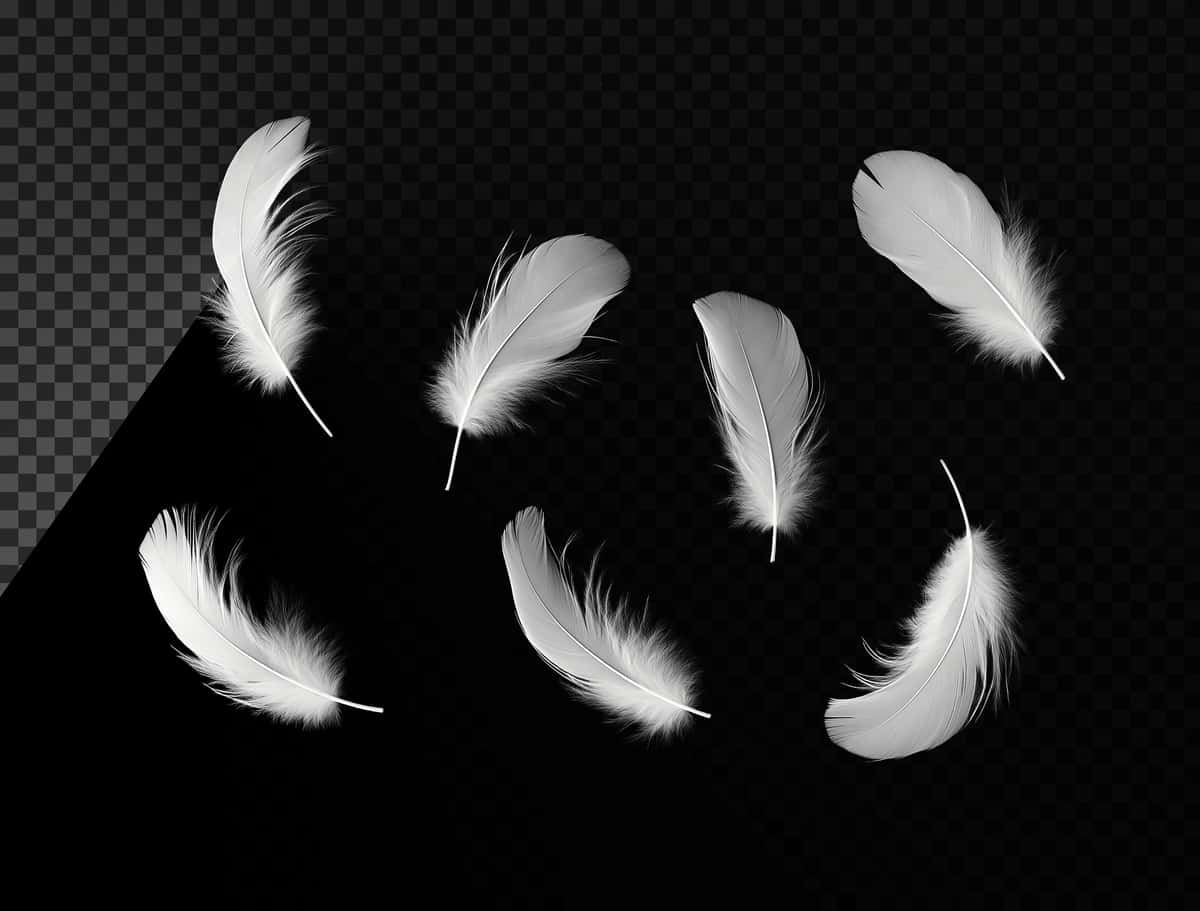 Bir nechta oq patlar suzib yurgan havo qora fon shaffof | Several white feathers floating air black background transparent 1