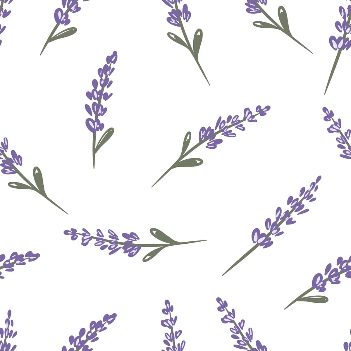 Qo'lda chizilgan dizayn choksiz naqsh lavanta novdalari oq fon bilan | Hand drawn design seamless pattern with lavender sprigs white background 1