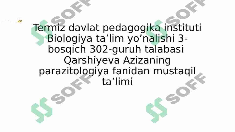 TASMASIMON CHUVALCHANGLAR (CYSTODA) SINFI 1